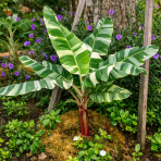 Banánovník (Musa) ´FLORIDA VARIEGATA´ - výška 170-180 cm, kont. C10L
